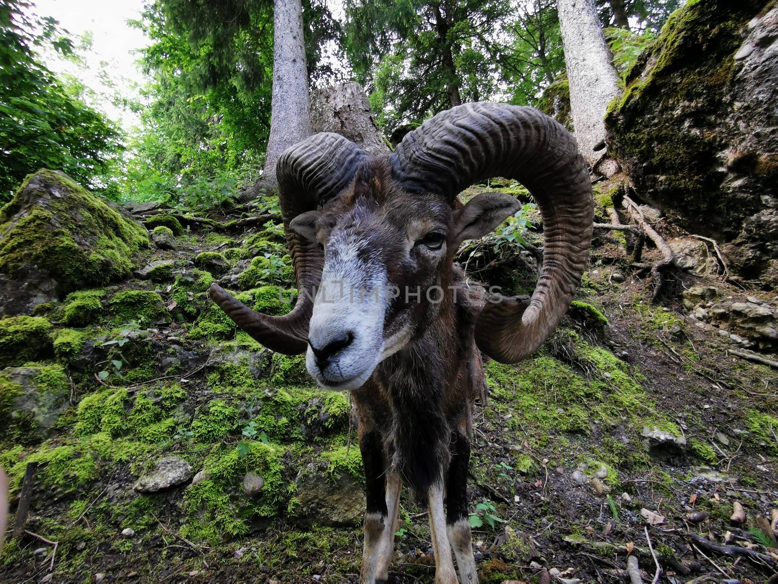 Capricorn looking into camera with big nose in foreground