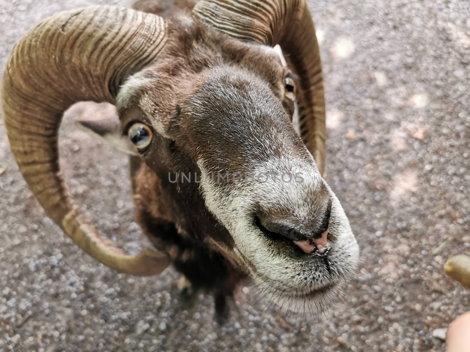 Capricorn looking into camera with big nose in foreground