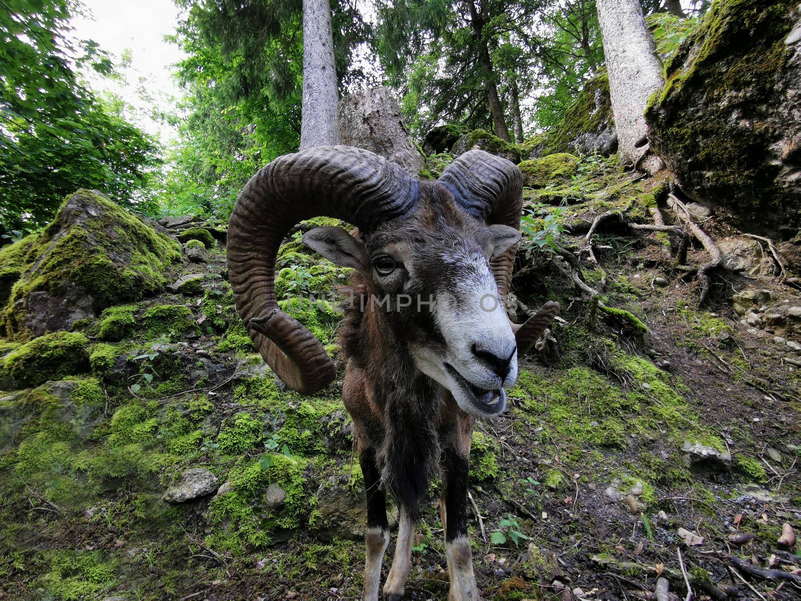 Capricorn looking into camera with big nose in foreground, in par by PeterHofstetter