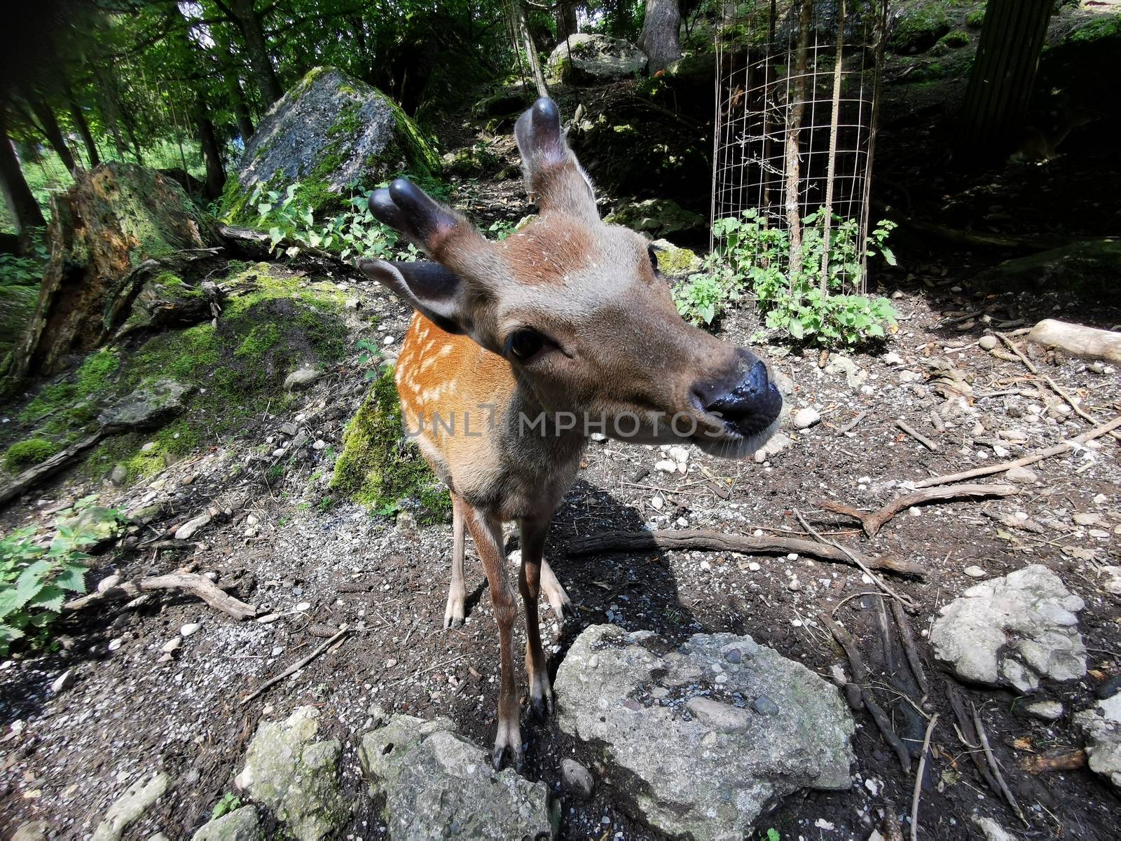 Close up of nose of a deer in forrest. Funny picture by PeterHofstetter