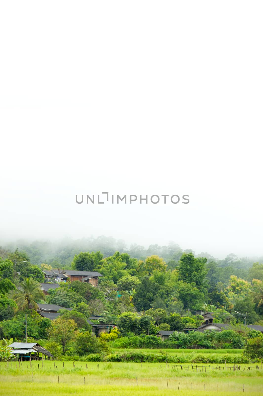Rural villages of Thailand in the Asian zone and rice fields among the mountains and thick fog in the morning during the rainy season. The concept of people living with nature in perfect harmony.
