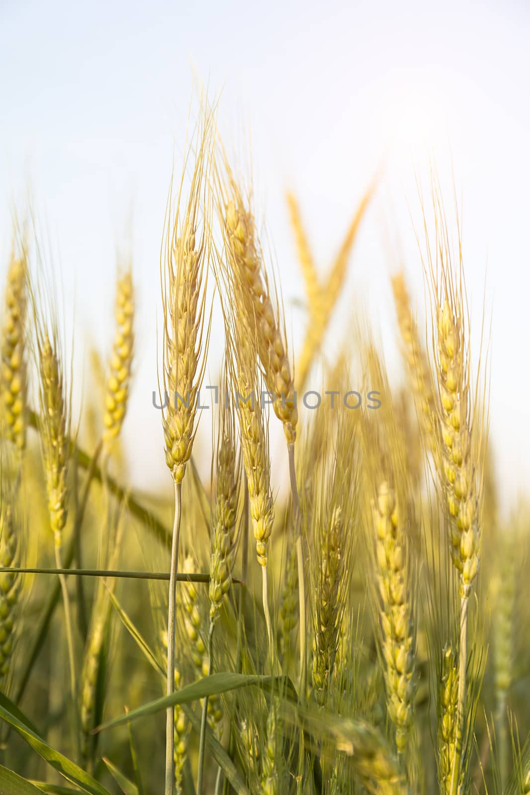Close up image of  barley corns growing in a field by stoonn