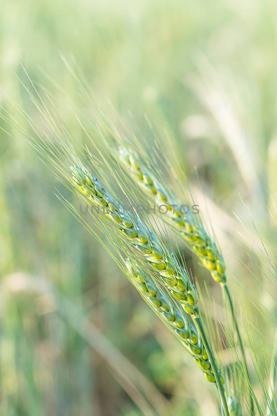 Barley grain hardy cereal growing in field by stoonn