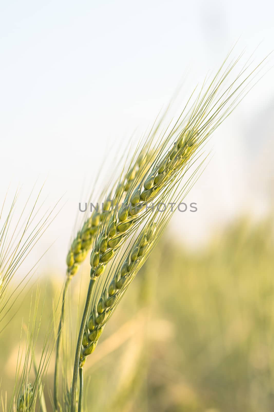 Barley grain hardy cereal growing in field by stoonn