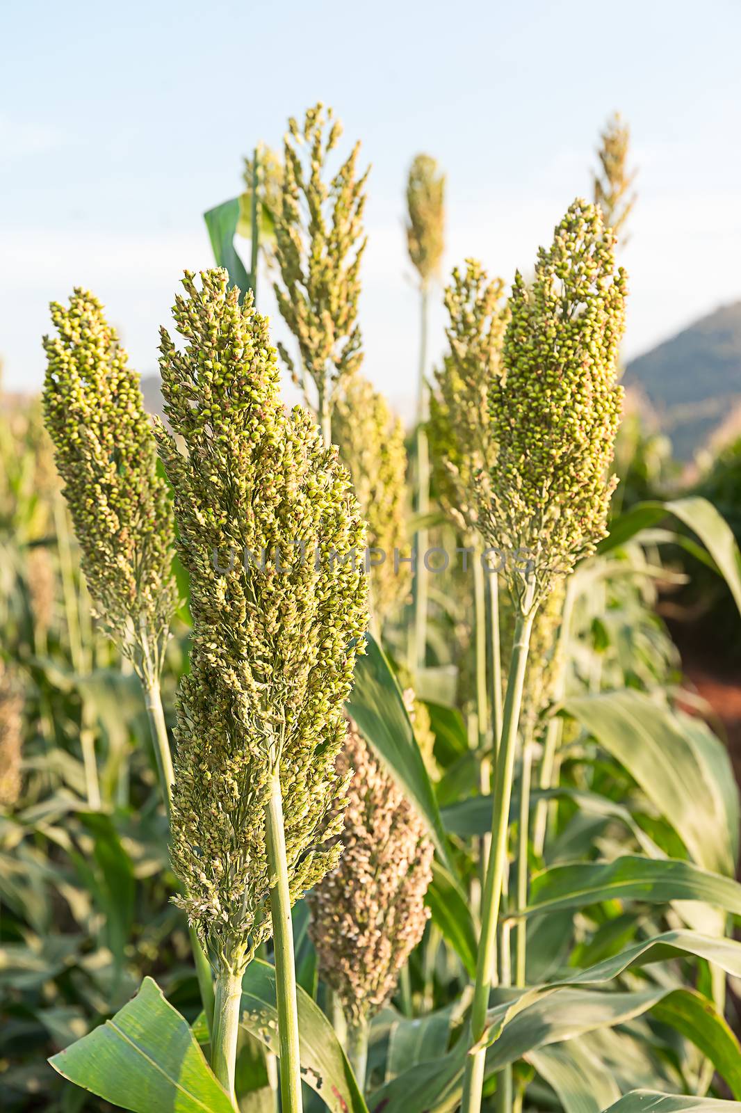 Close up field of Sorghum or Millet an important cereal crop