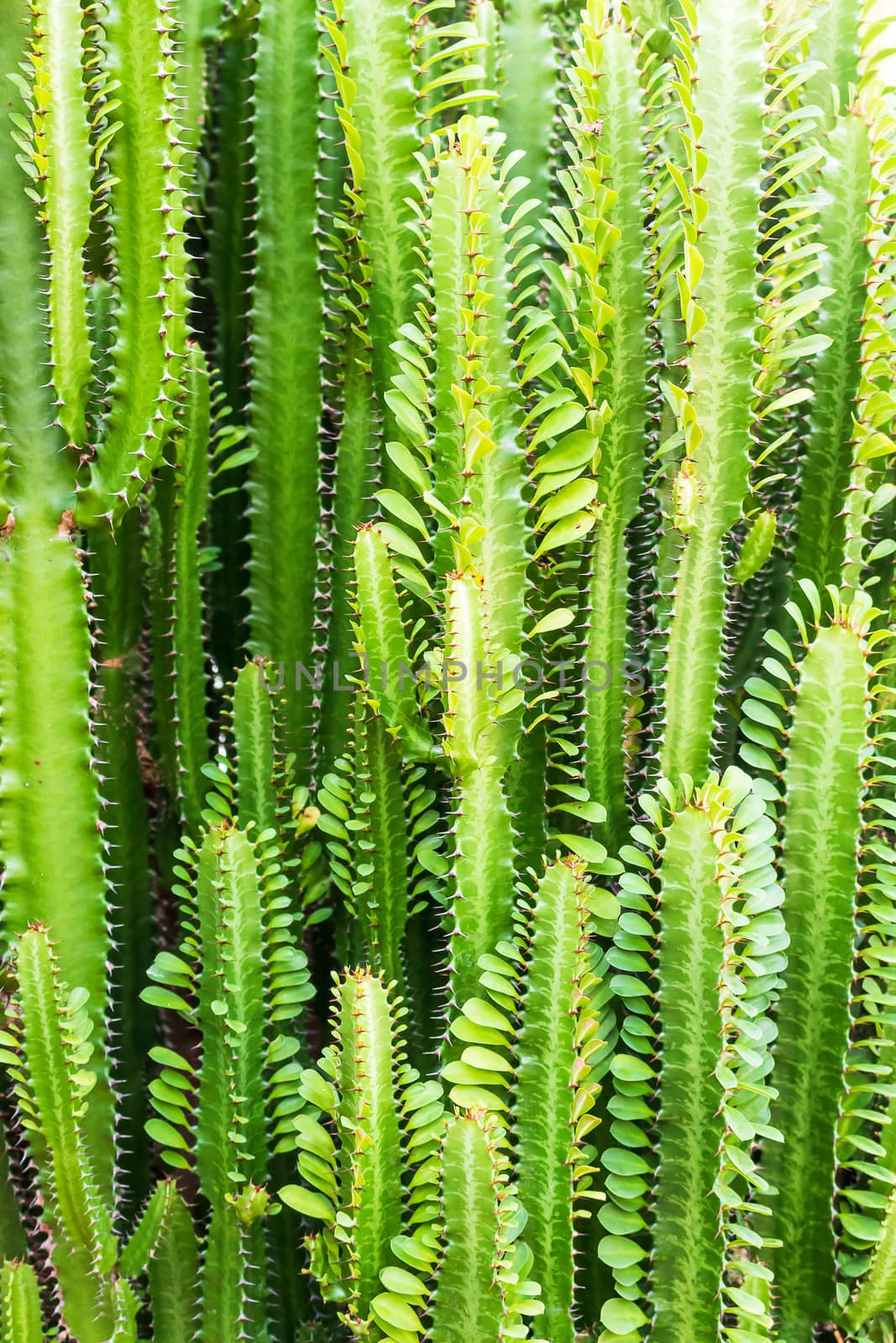 Close up Fresh Candelabra Cactus trees plant