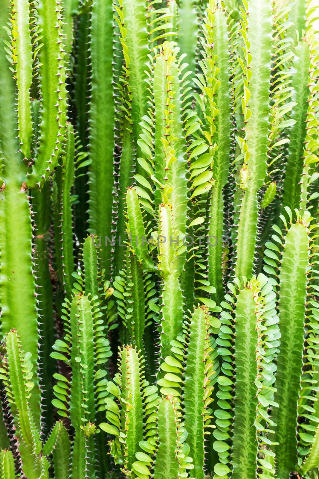 Fresh Candelabra Cactus trees  by stoonn