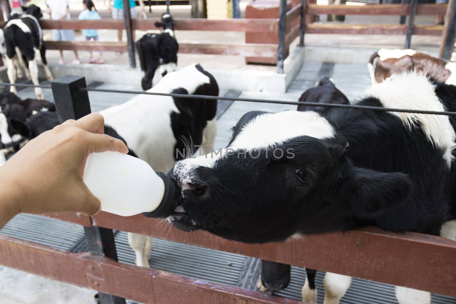 Closeup - Baby cow feeding on milk bottle by hand men in Thailand rearing farm.