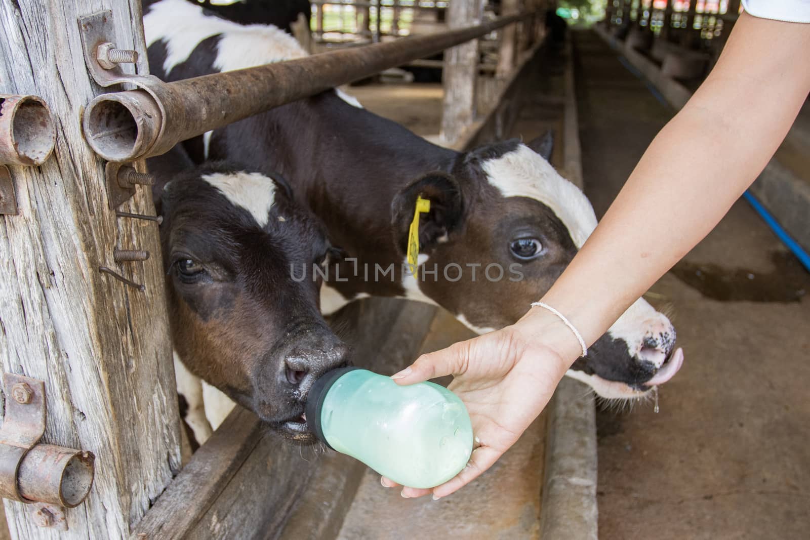 Closeup - Baby cow feeding on milk bottle by hand women in Thailand rearing farm.