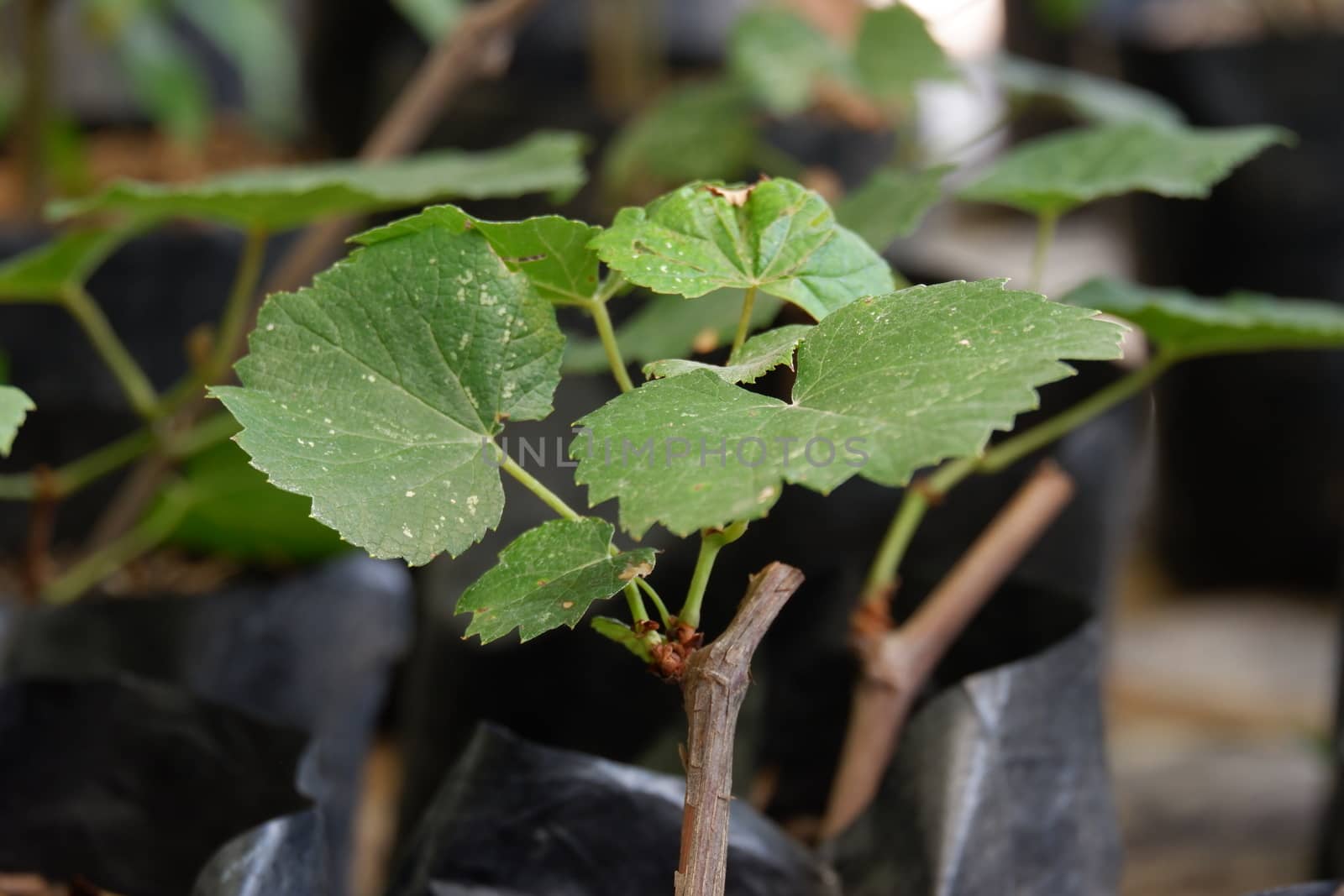 close up view of planting of grapes using polybags in the garden