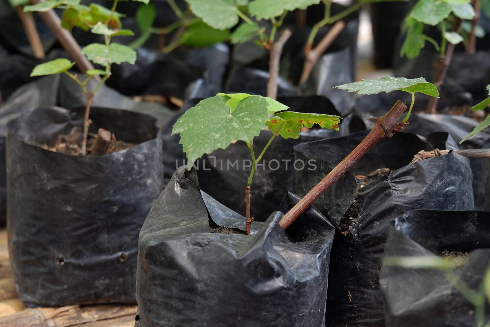 close up view of planting of grapes using polybags in the garden