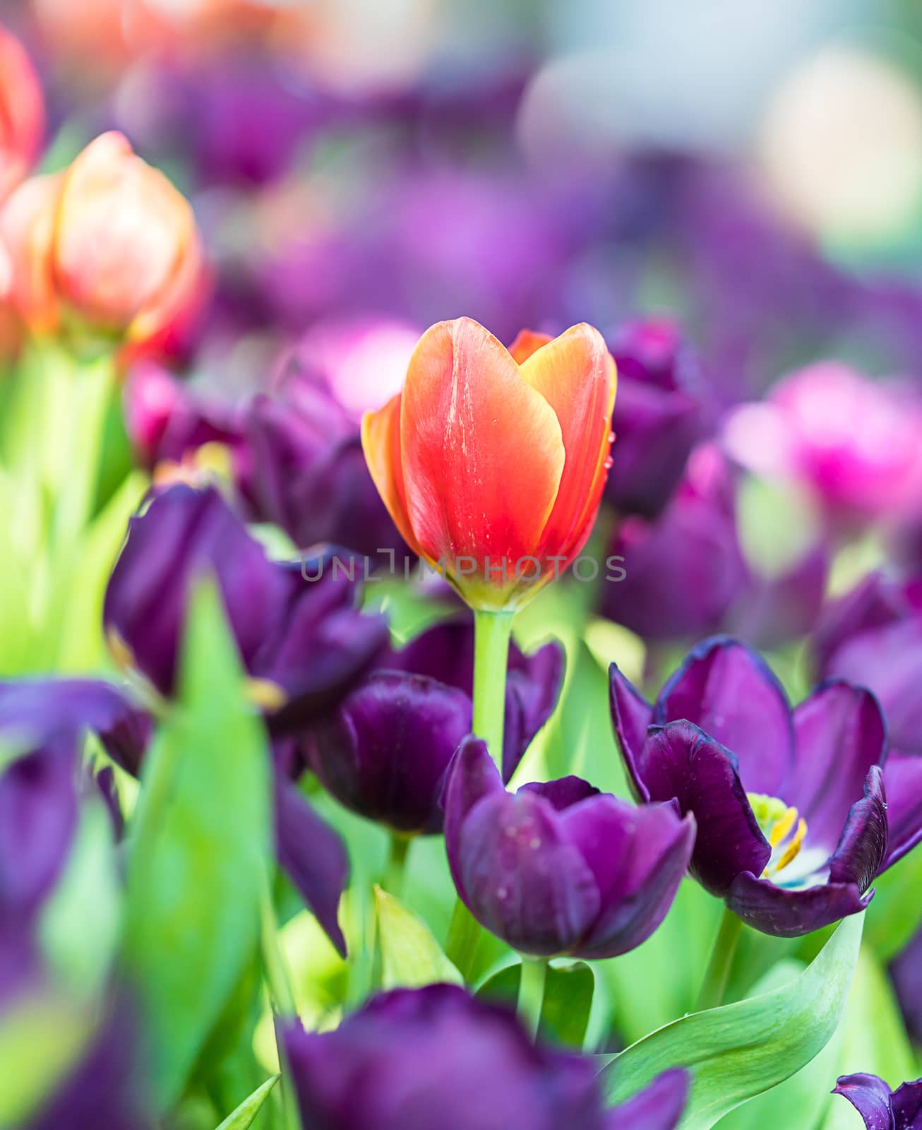 Close up red and purple tulips blooming in the flower garden