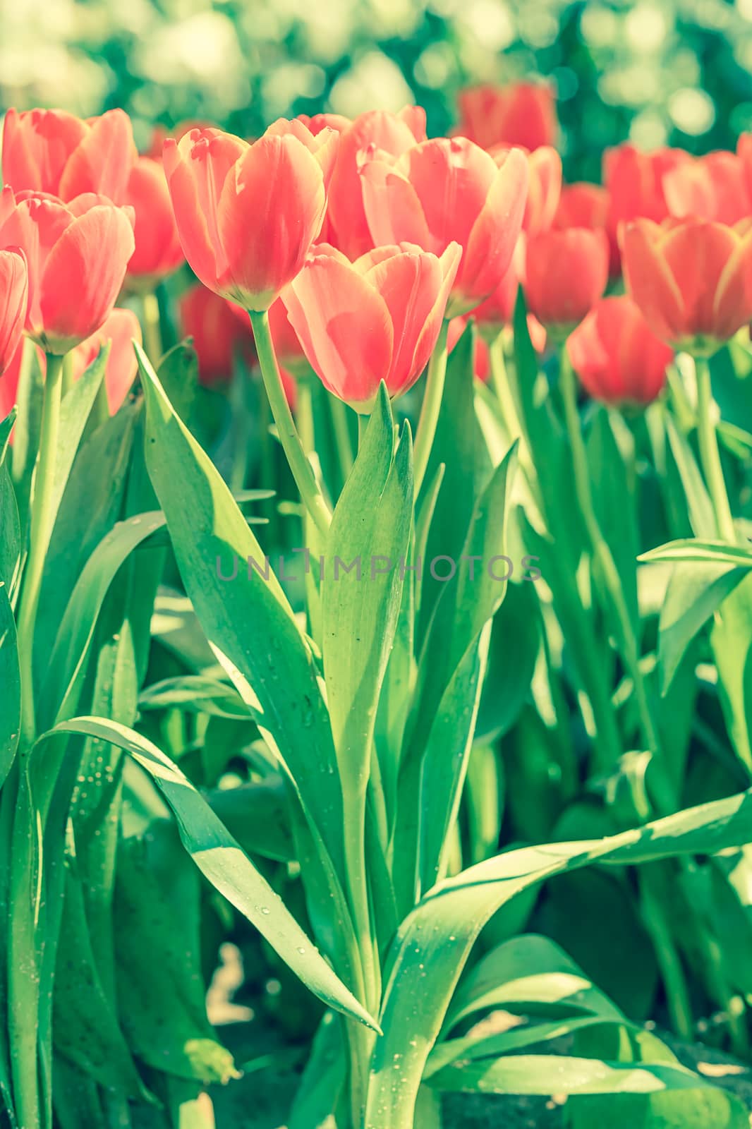 Close up red tulips blooming in the flower park garden