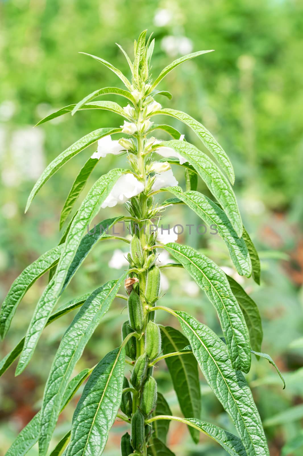 Sesame seed flower on tree in the field, Sesame a tall annual herbaceous plant of tropical and subtropical areas cultivated for its oil-rich seeds