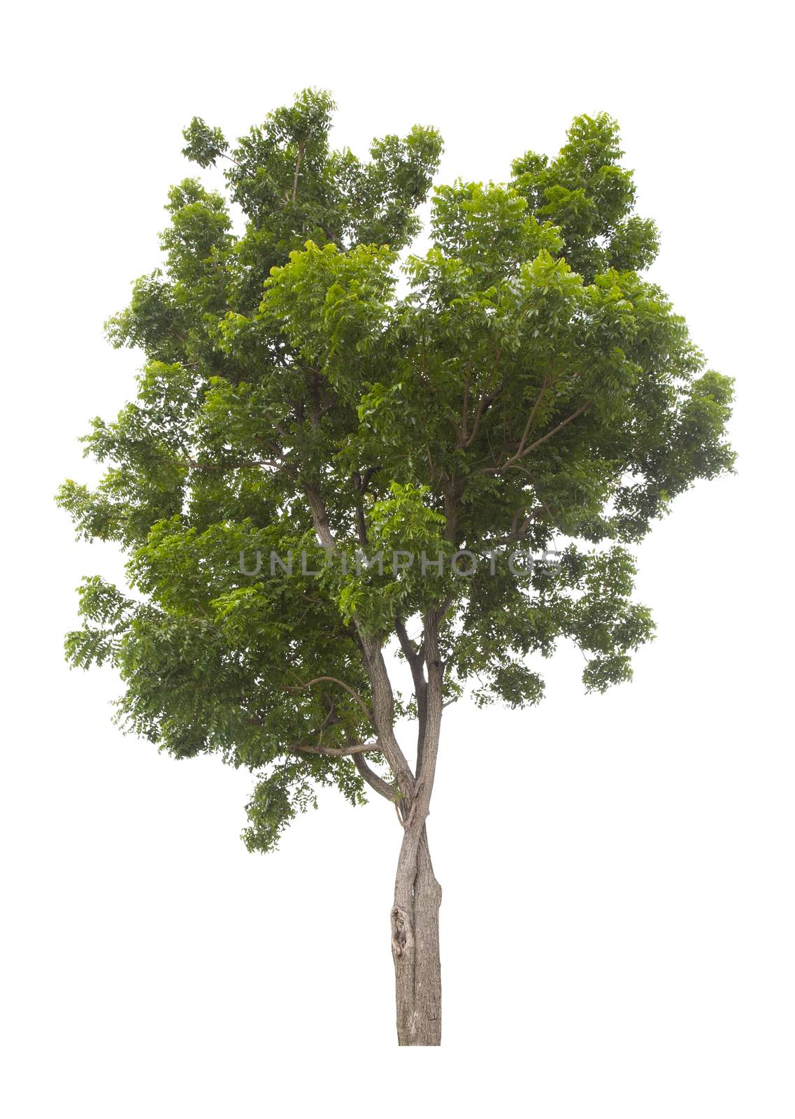 Beautiful green tree isolated on white background.