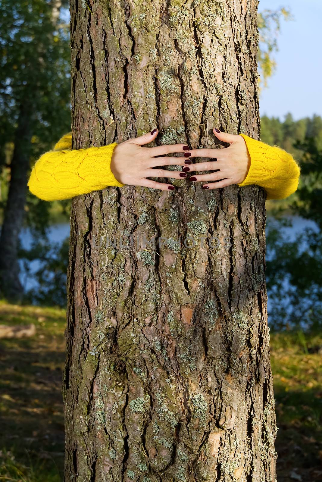 Woman hands hugging pine tree trunk in autumn forest Ecology and environment concept, eco lifestyle - change the world, protection for life and planet by PhotoTime