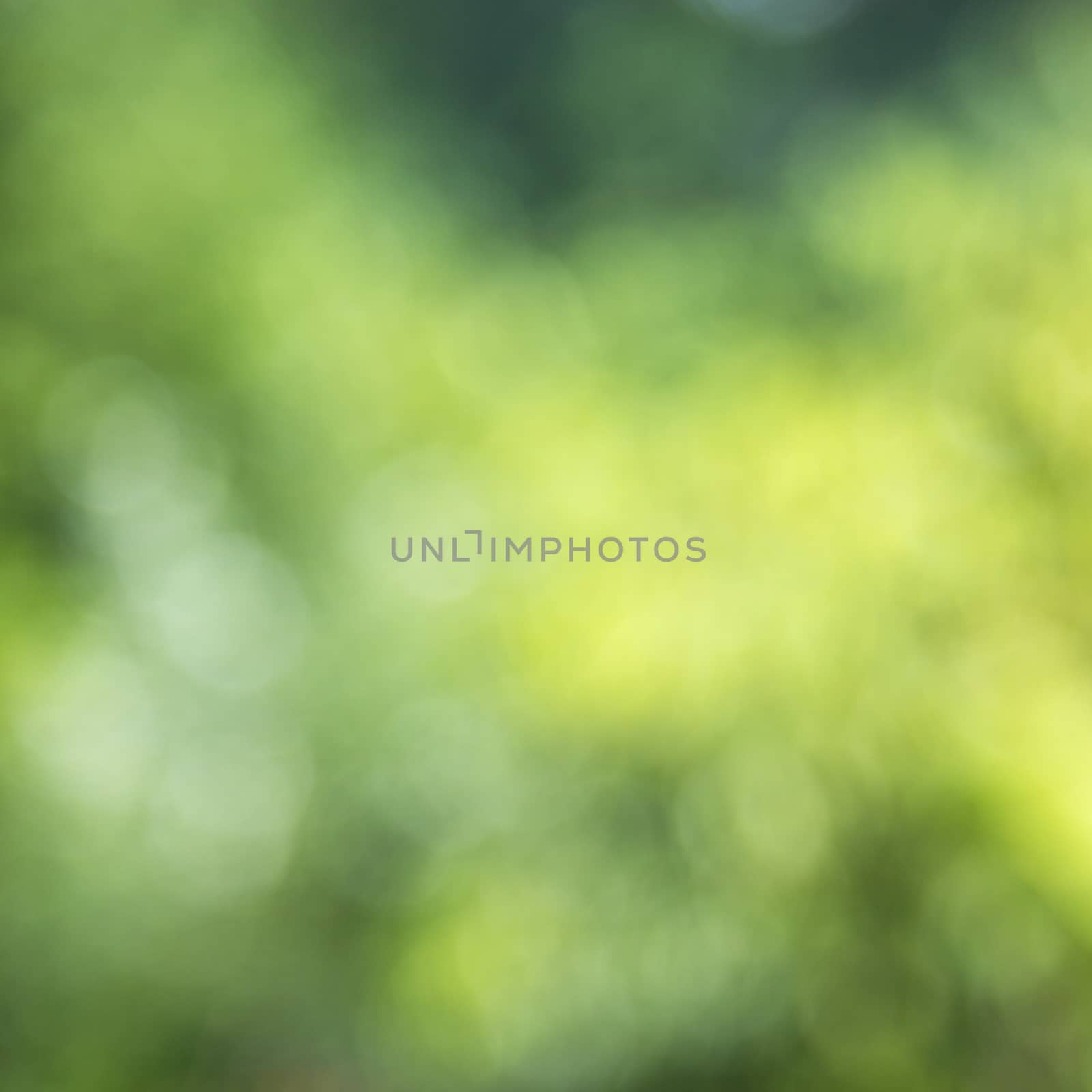 Abstract blur of nature with green