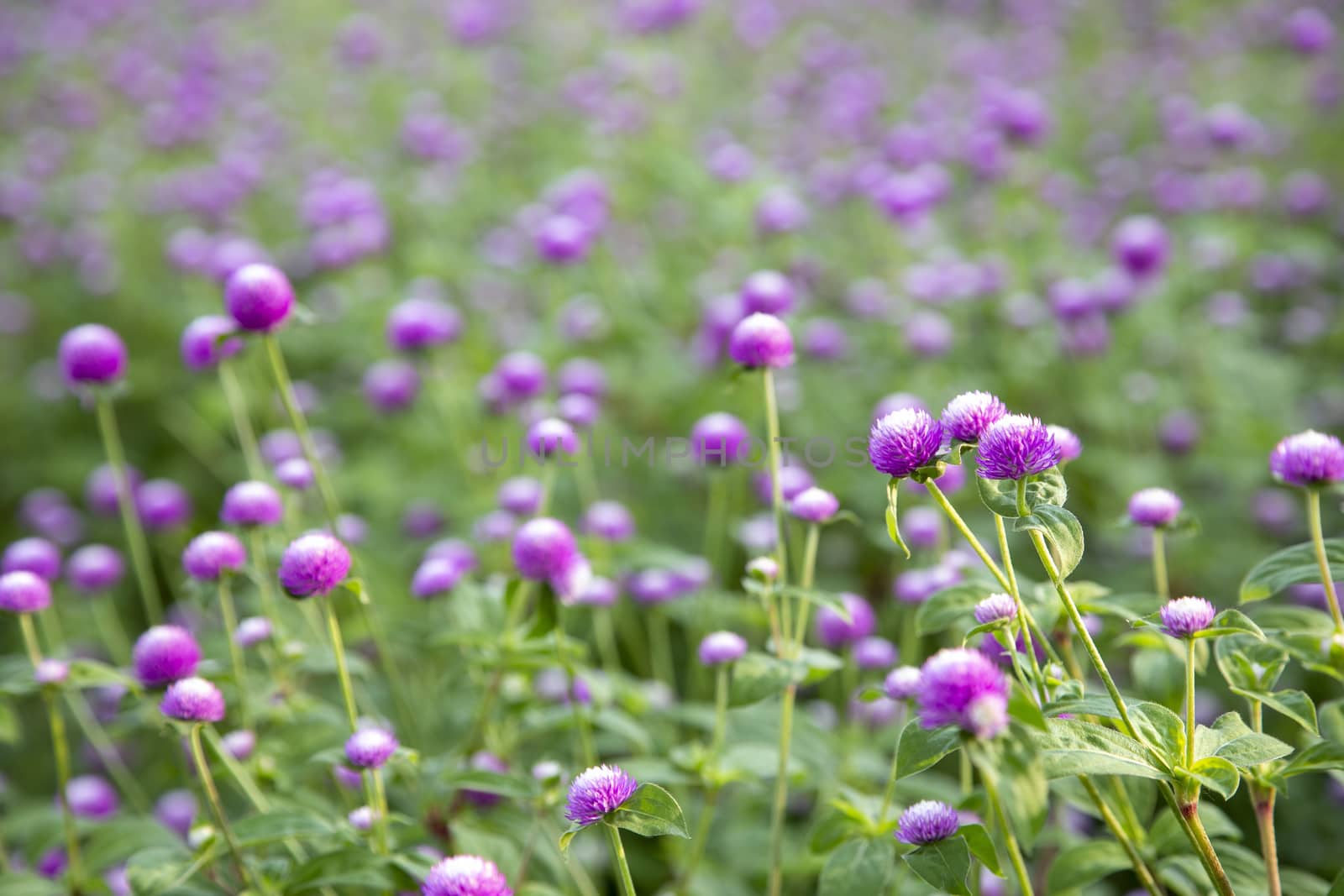 Closeup purple flowers (Gomphrena globosa) by liewluck