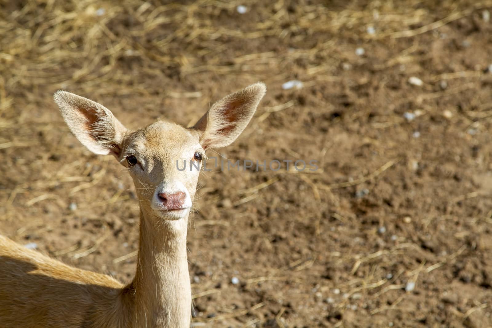 Young deer in the zoo by liewluck