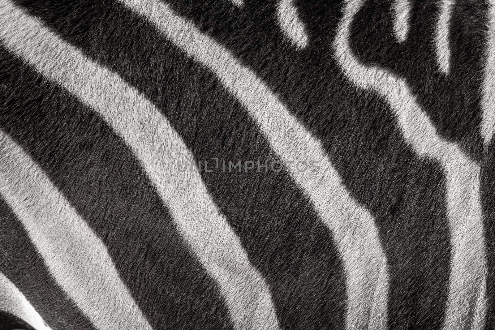 Zebra pattern with black and white stripes