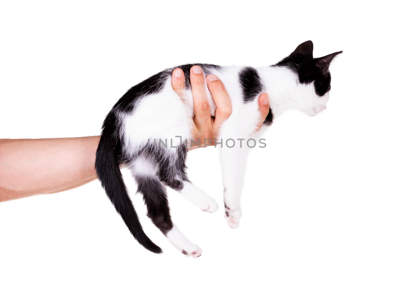 Black and white kitten in the hands of an adult man, isolated