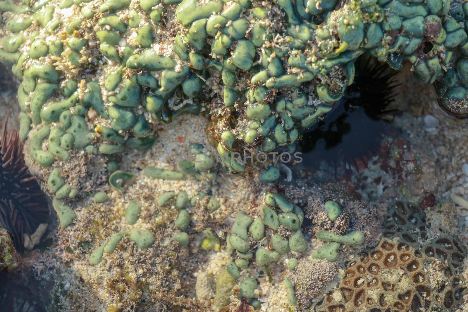 This is a green favia coral with bright red and green eyes. Sea coral during low tide.