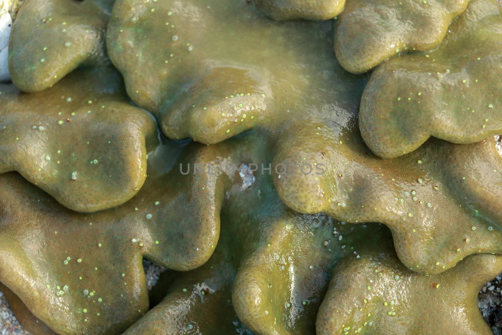 Macro image leather toadstool coral, visible below the water surface at low tide Lokbok, Indonesia.This vibrant, leathery, wave exposed soft coral, on a coral bommie, near the mainland.