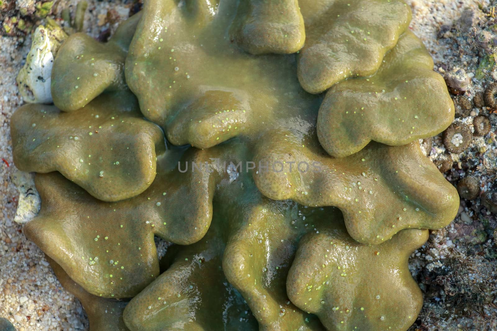 Macro image leather toadstool coral, visible below the water surface at low tide Lokbok, Indonesia.This vibrant, leathery, wave exposed soft coral, on a coral bommie, near the mainland by Sanatana2008
