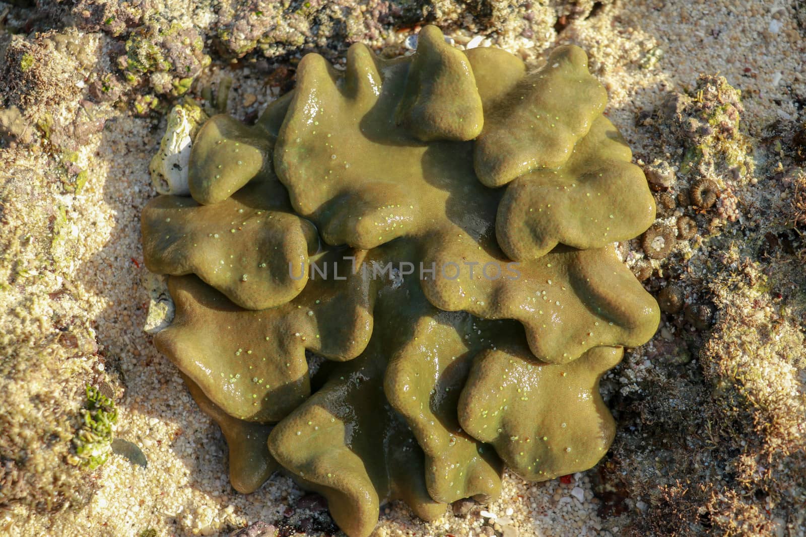 Macro image leather toadstool coral, visible below the water surface at low tide Lokbok, Indonesia.This vibrant, leathery, wave exposed soft coral, on a coral bommie, near the mainland by Sanatana2008