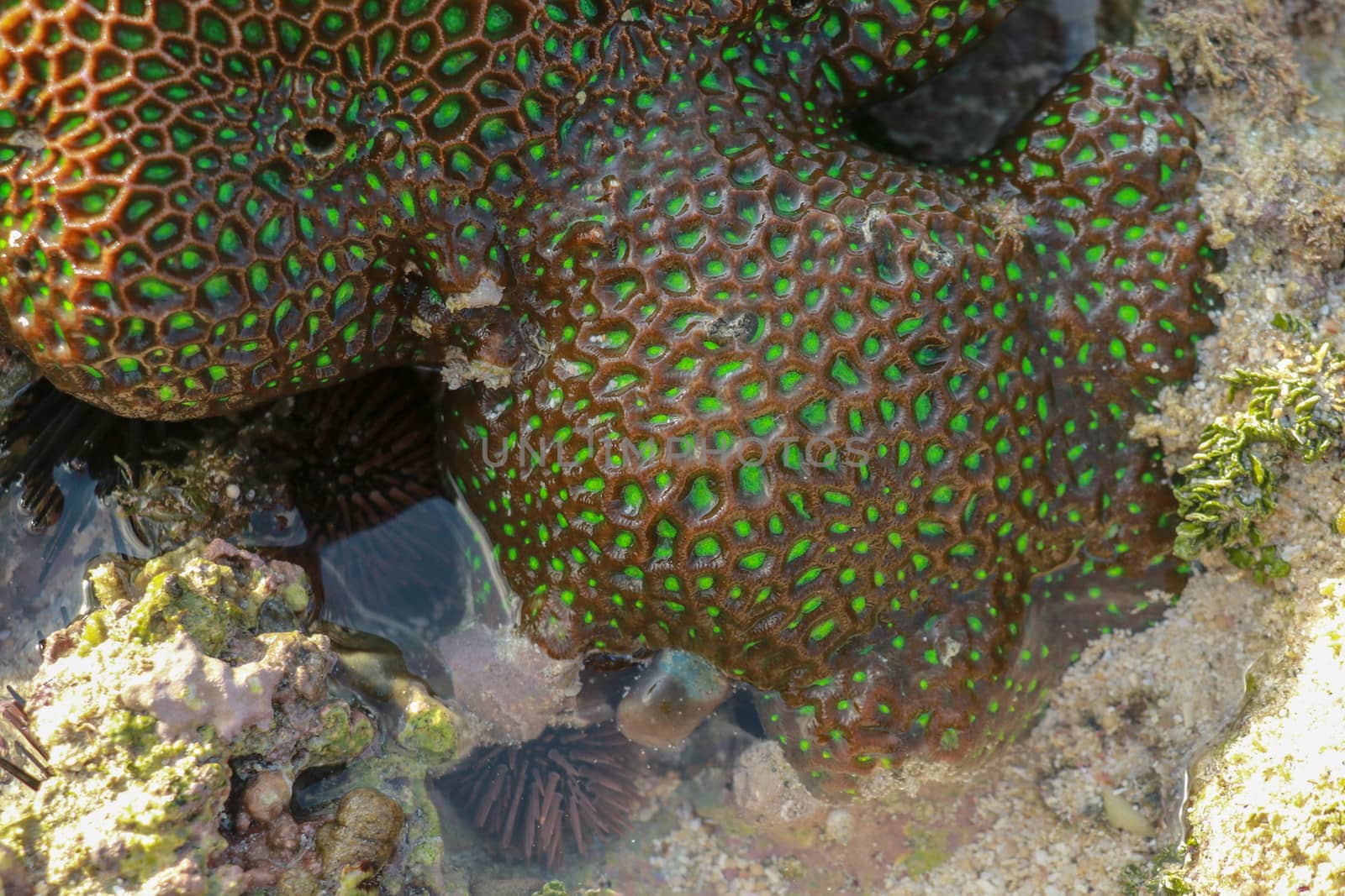 Coral reefs are built from stony corals, which in turn consist of polyps for education in nature. Green type of shallow water corals, as seen from the surface during ebb tide.