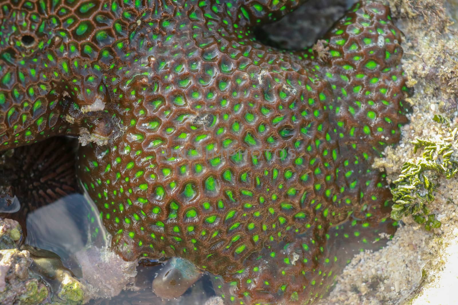 Coral reefs are built from stony corals, which in turn consist of polyps for education in nature. Green type of shallow water corals, as seen from the surface during ebb tide by Sanatana2008