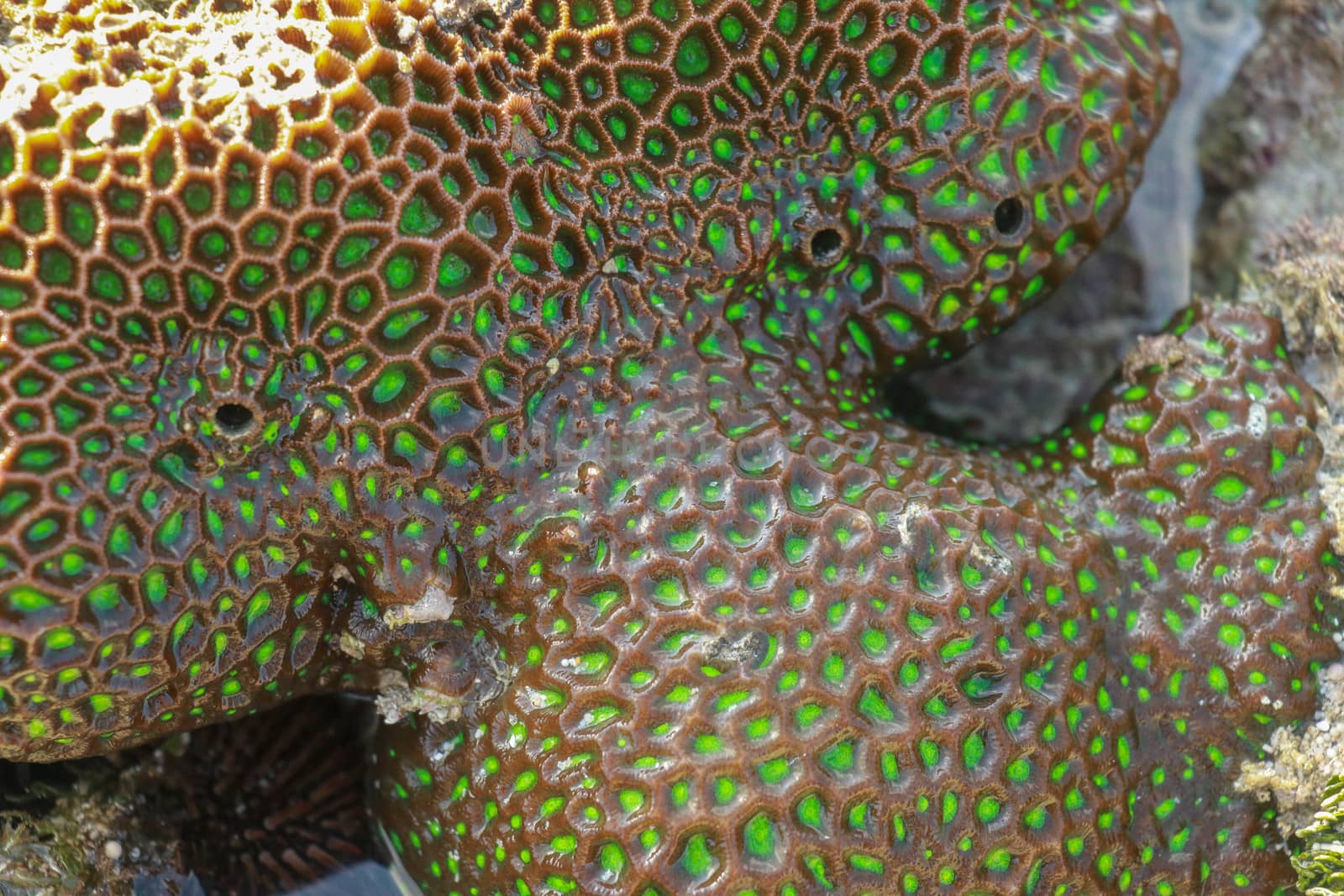 Coral reefs are built from stony corals, which in turn consist of polyps for education in nature. Green type of shallow water corals, as seen from the surface during ebb tide.