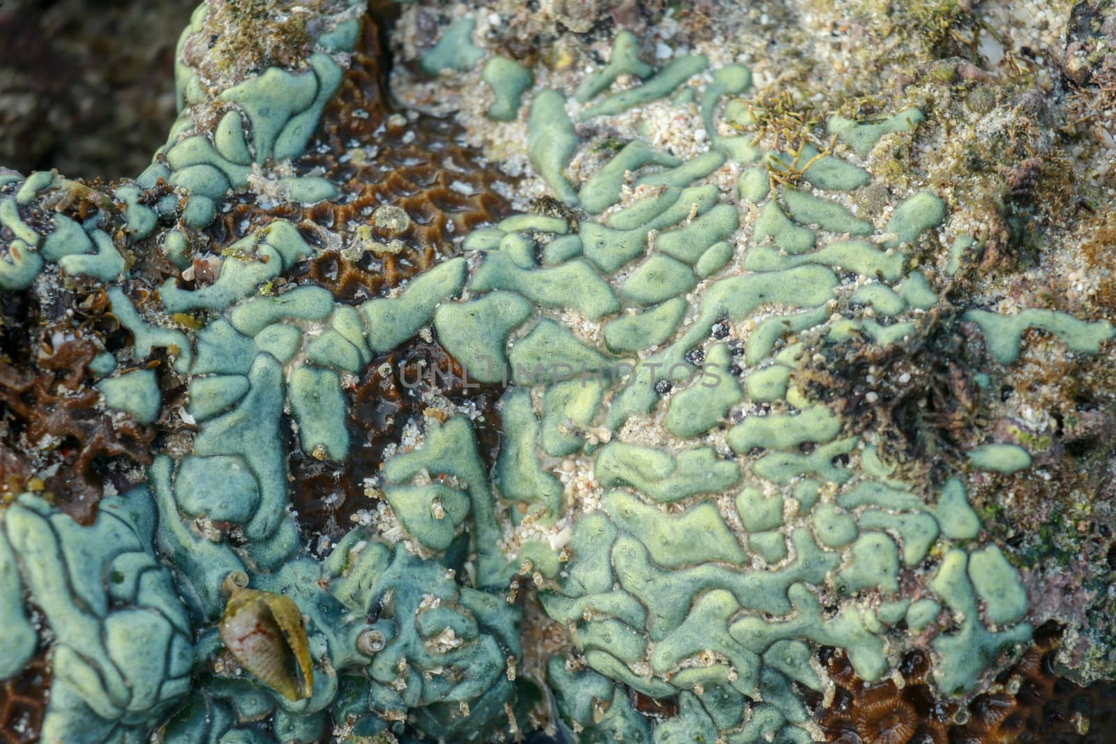 view of a coral reef at low tide, during day light in a sunny day.