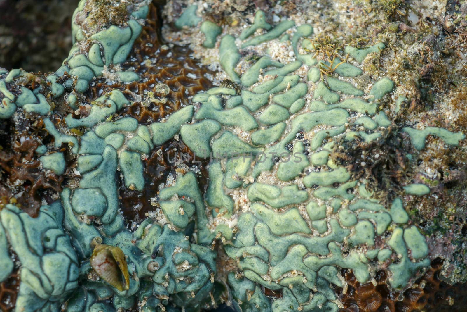 view of a coral reef at low tide, during day light in a sunny day.