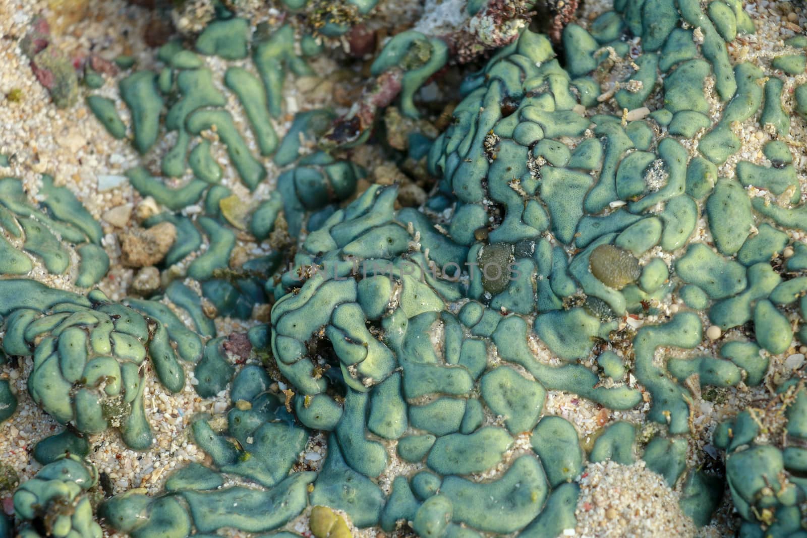 view of a coral reef at low tide, during day light in a sunny day.