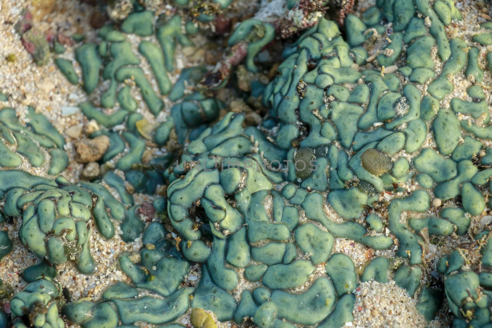 view of a coral reef at low tide, during day light in a sunny day by Sanatana2008