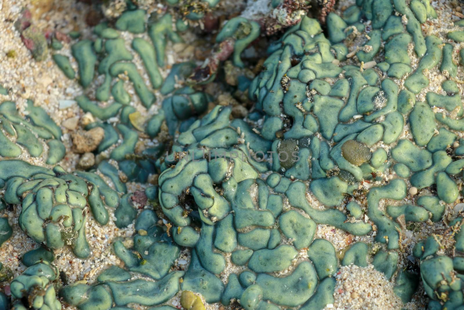 view of a coral reef at low tide, during day light in a sunny day.