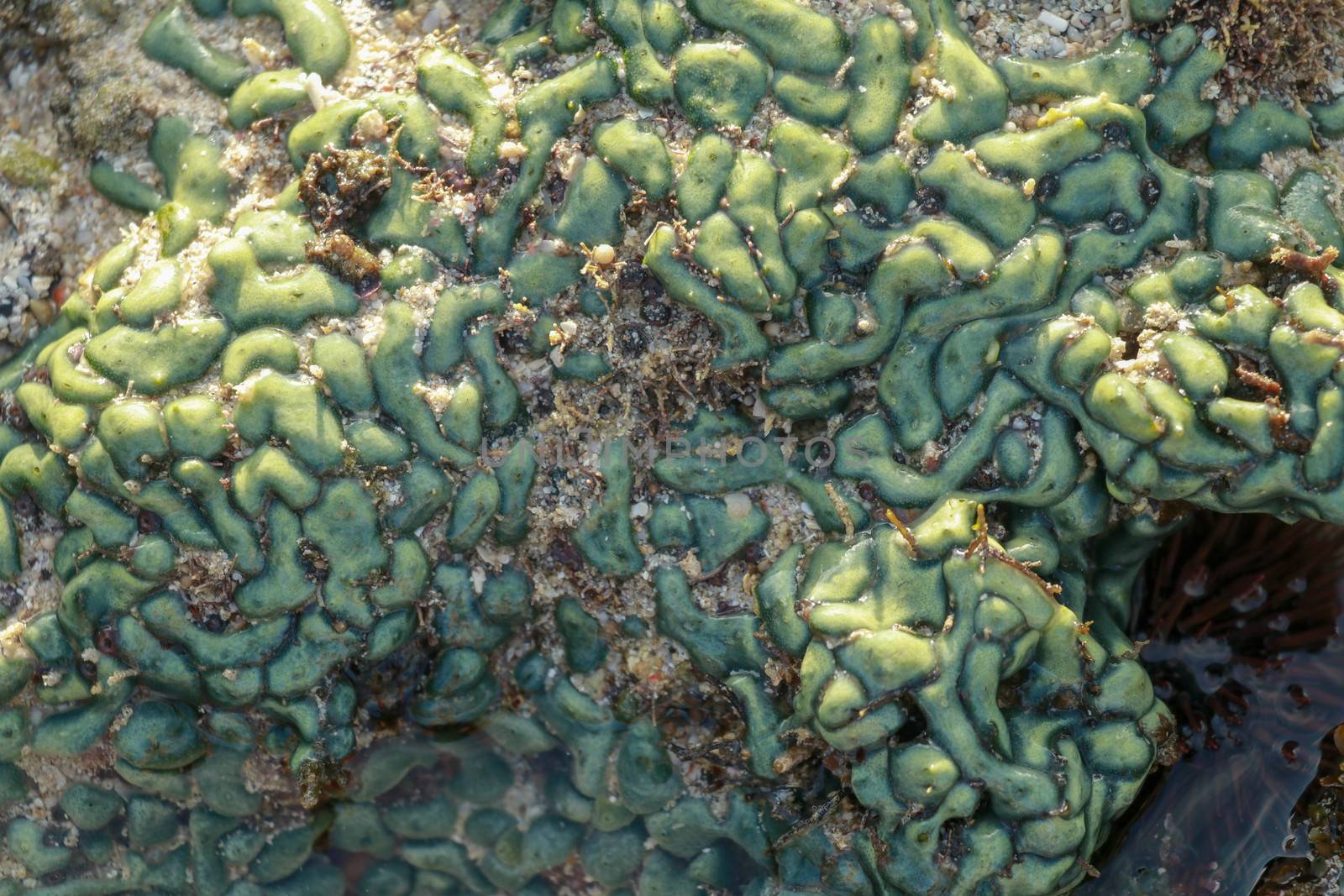 view of a coral reef at low tide, during day light in a sunny day.