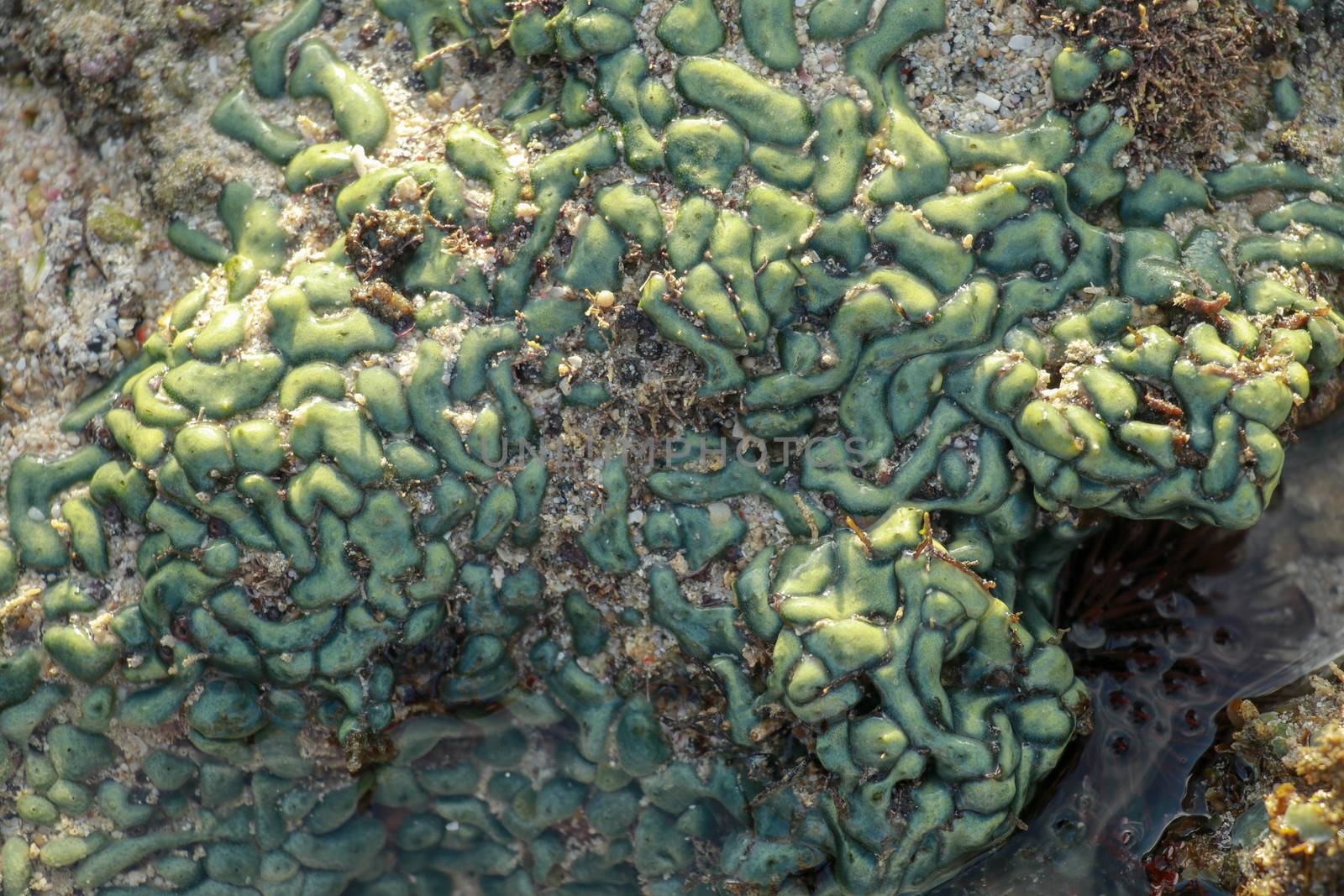 view of a coral reef at low tide, during day light in a sunny day.