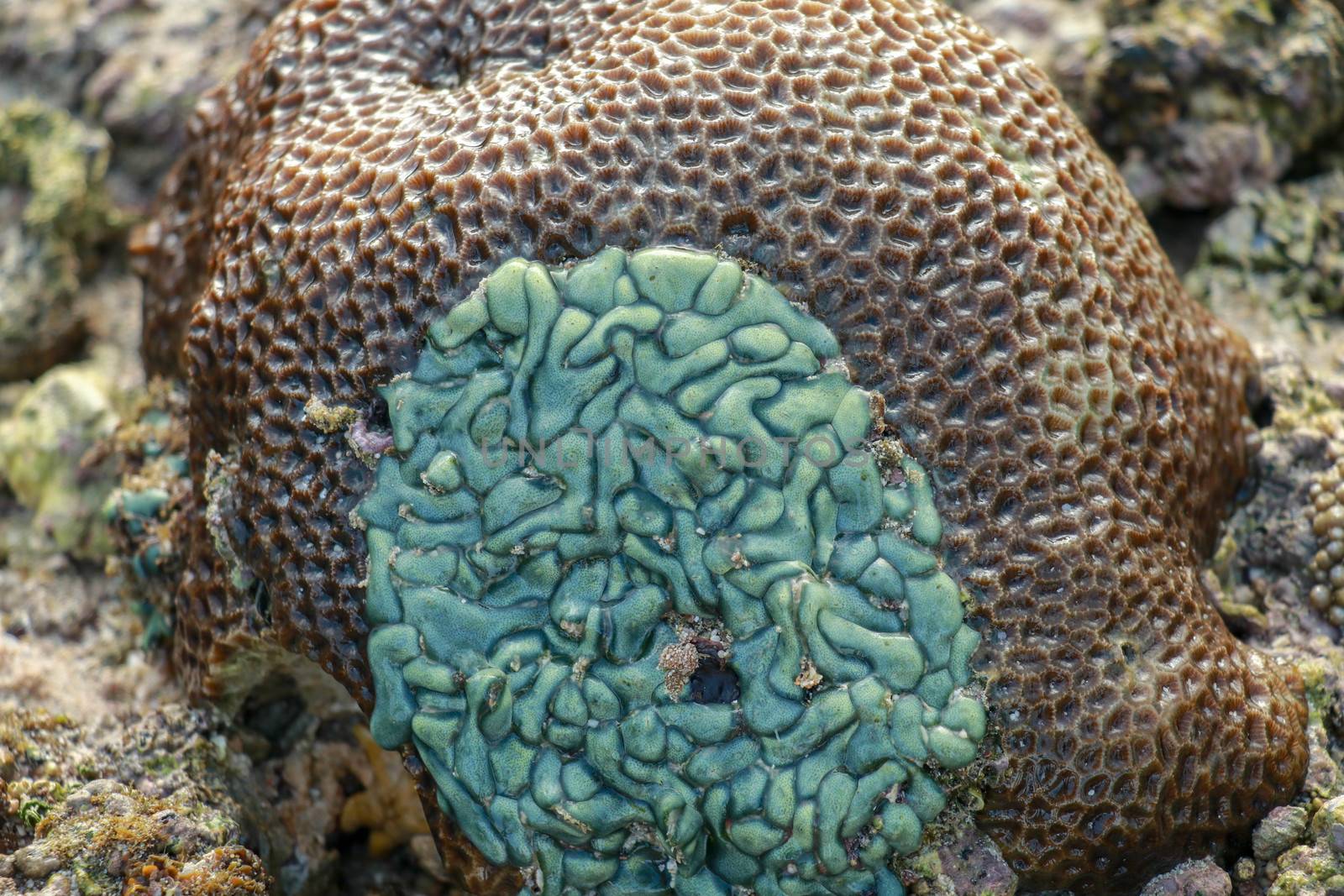 Hard coral background - a series of UNDERWATER IMAGES.