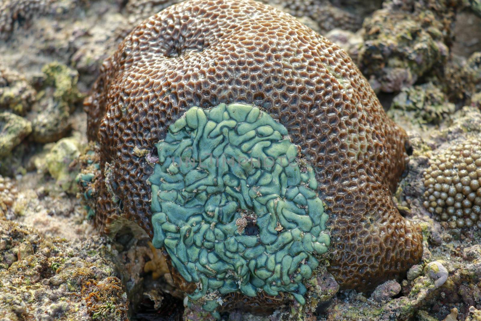 Hard coral background - a series of UNDERWATER IMAGES.