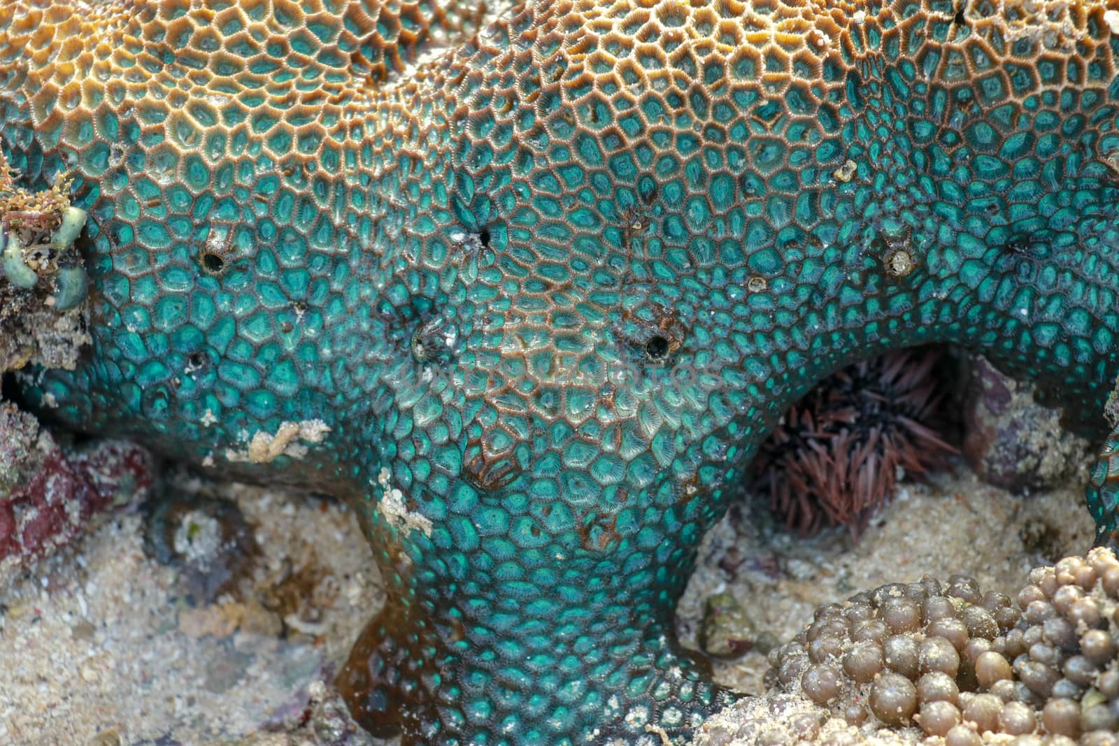 This is a turquoise favia coral with bright blue eyes during low tide.