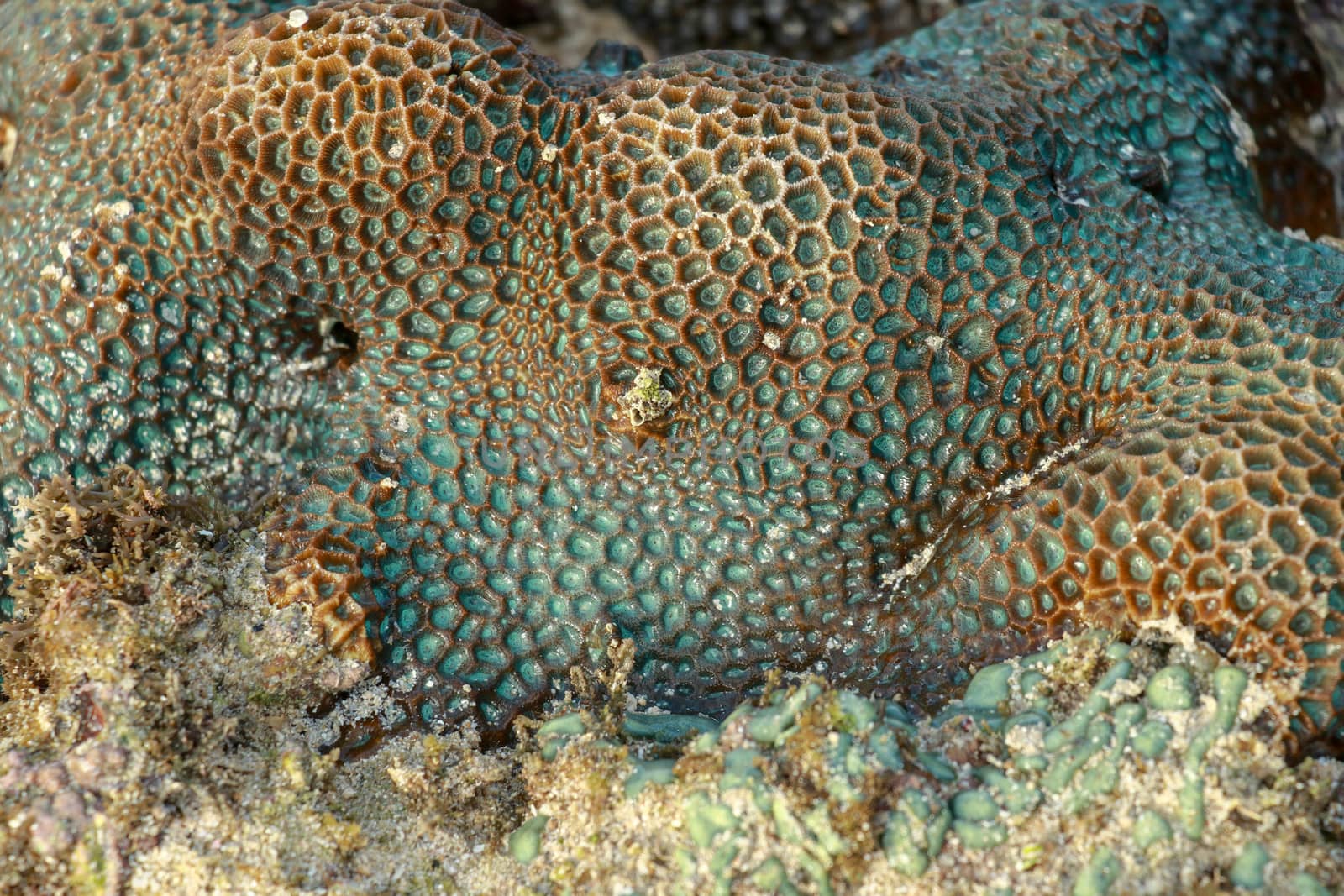 This is a green favia coral with bright red and pink eyes.