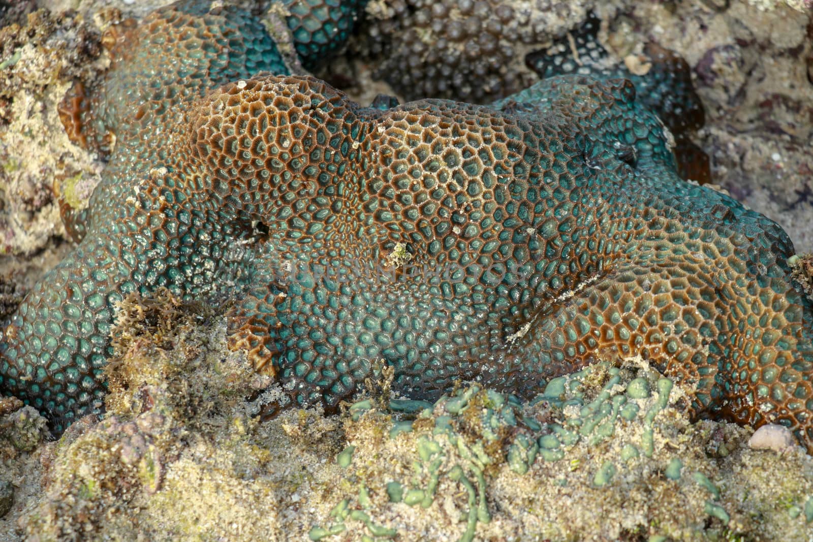 This is a green favia coral with bright red and pink eyes.