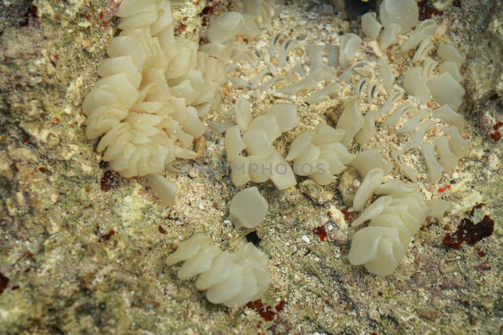 Dead Man Fingers in shallow water. White soft coral during low tide by Sanatana2008