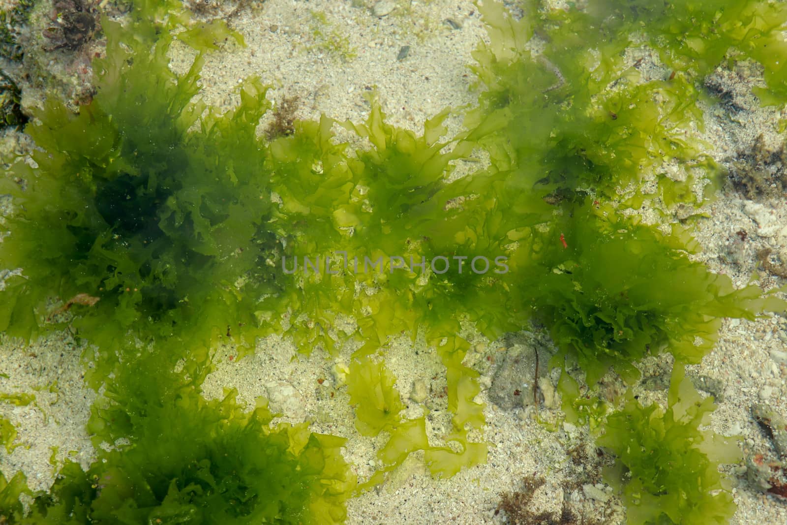 Underwater Background of sea grass in blue water. Green grass sandy bottom the clear water.