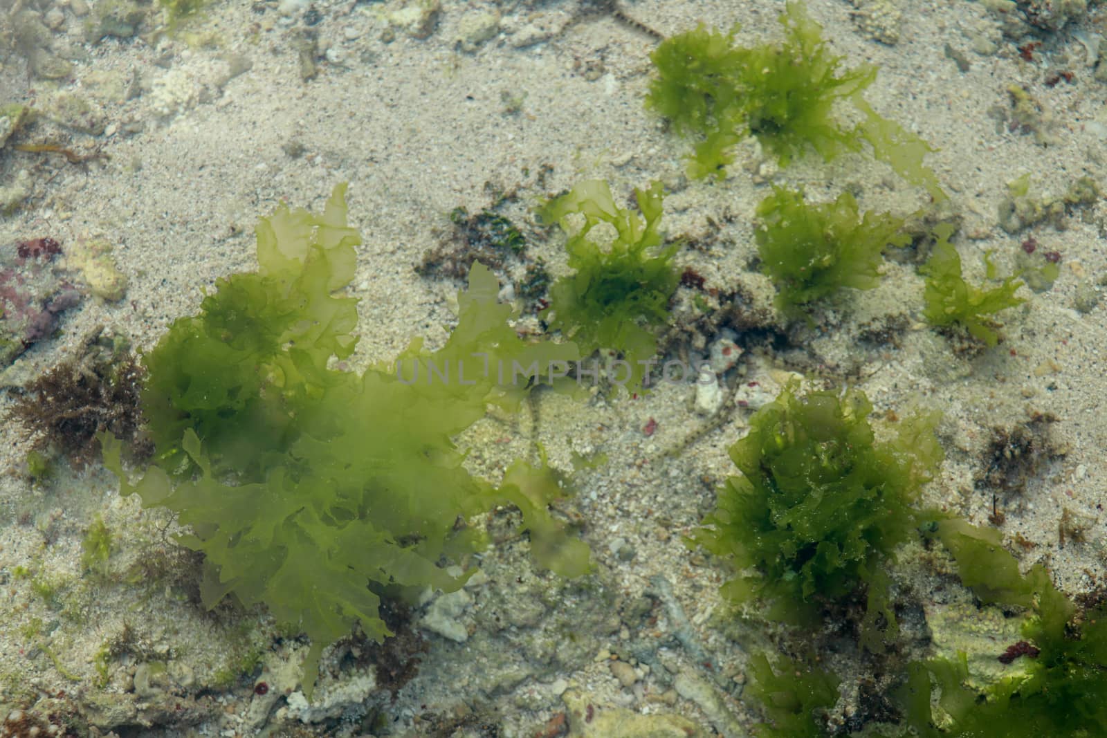 Underwater Background of sea grass in blue water. Green grass sandy bottom the clear water by Sanatana2008