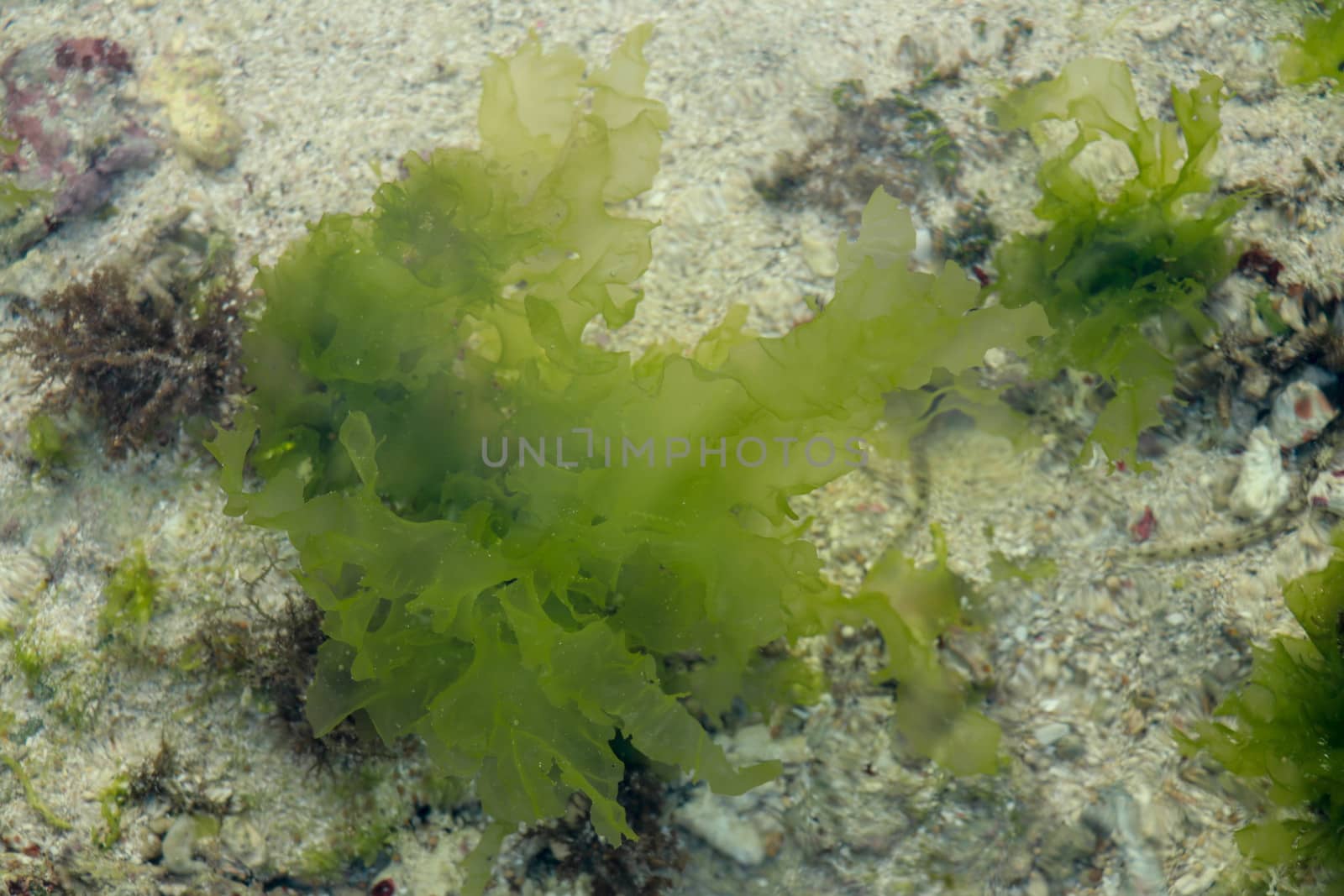 Underwater Background of sea grass in blue water. Green grass sandy bottom the clear water by Sanatana2008