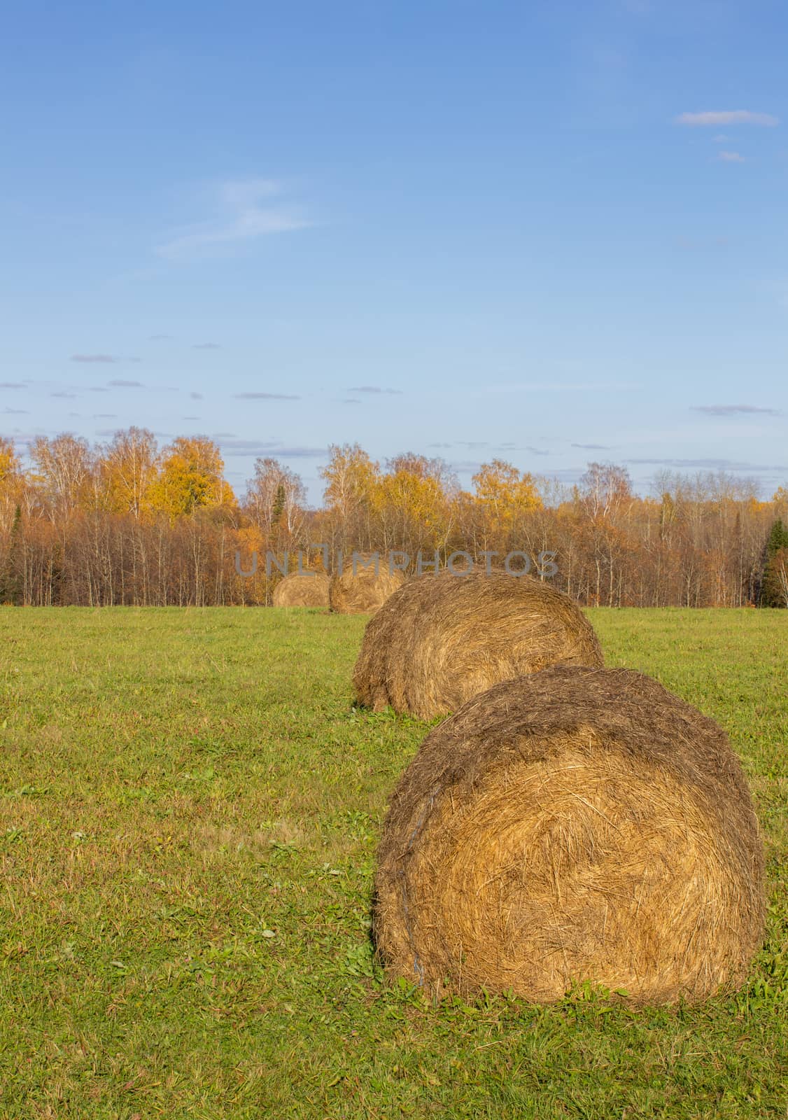 Hay bale. Agriculture field with sky. Rural nature in the farm land. Straw on the meadow. Wheat yellow golden harvest in summer. Countryside natural landscape. Grain crop, harvesting.