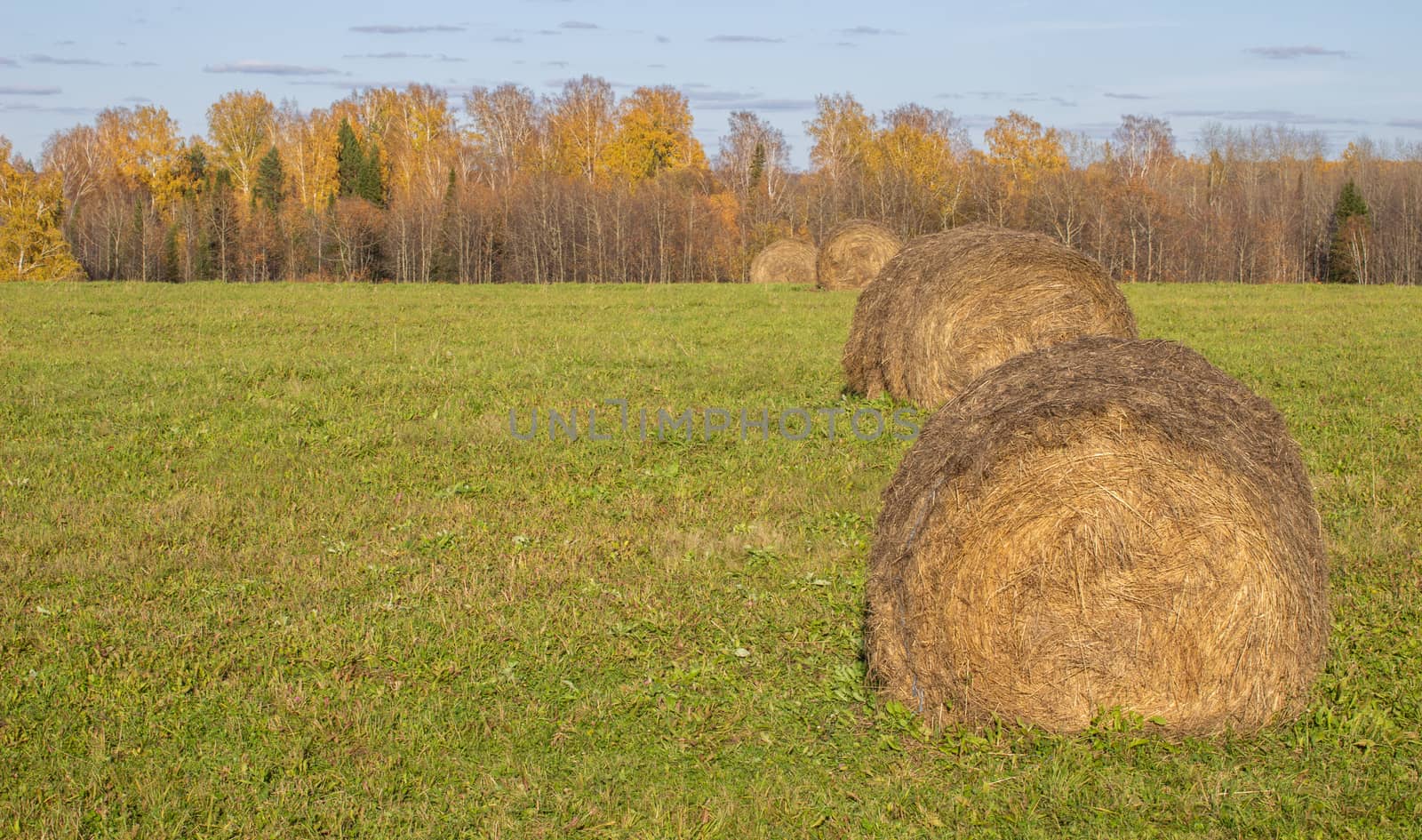 Hay bale. Agriculture field with sky. Rural nature in the farm land. Straw on the meadow. Wheat yellow golden harvest in summer. Countryside natural landscape. Grain crop, harvesting.